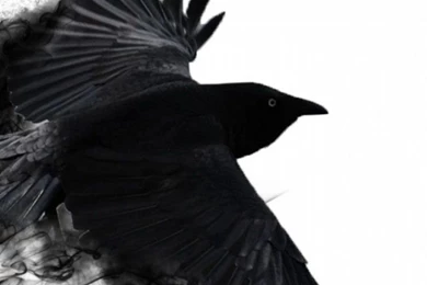 iPhone 6 Crow Wallpapers HD, Desktop Backgrounds 750x1334