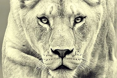 25 Wallpapers Para El Samsung Galaxy S3 – BLOGERIN