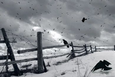 Crow Computer Wallpapers, Desktop Backgrounds