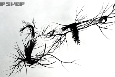 Desktop Backgrounds Crow Wallpapers   63460