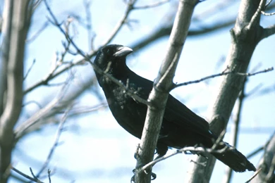 Free Crow Wallpapers Download   Animals Town