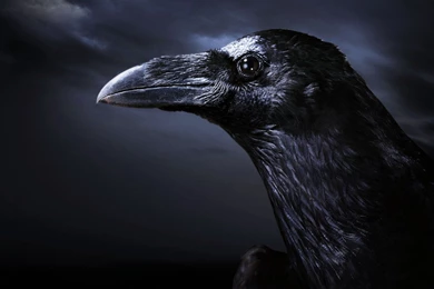 Crow Wallpapers 05 – HD Wallpaper, Wallpapers Pics   The Best Wallpapers