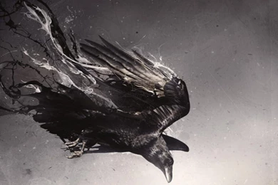 Crow Wallpapers 1280x800px