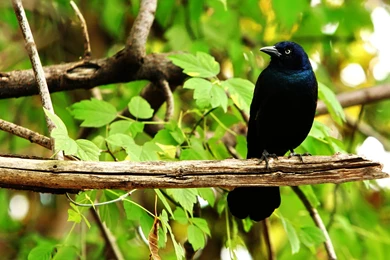 Black Crow Wallpapers