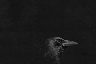 Crow On Black By Dave Riensche