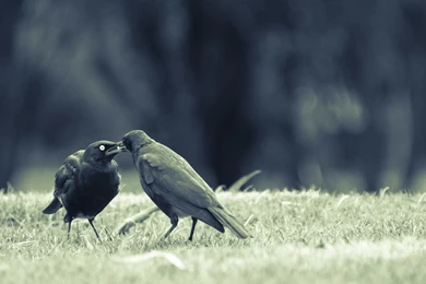 Crow Wallpapers Hd   Wallpapers