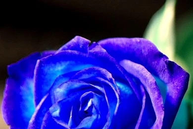 Blue Rose Iphone Wallpapers HD 6s And 6 Backgrounds   IHDwallpaperbg.com