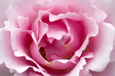 Rose Flowers Close Up iPhone 6 Wallpapers HD And 1080P 6 Plus ...