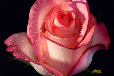 Pink Rose iPhone 5 Wallpapers (640x1136)