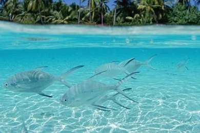 Iphone Iphone4 Beautiful Nature Backgrounds Picture   Free High ...