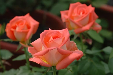 Hd Nature Wallpapers, Amazing Landscape Images, Free Habitat ...