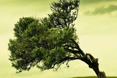 iPhone 4 Nature Wallpapers 01