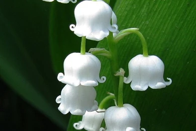 Nature Lily Of Valley iPhone 6 Wallpapers Download