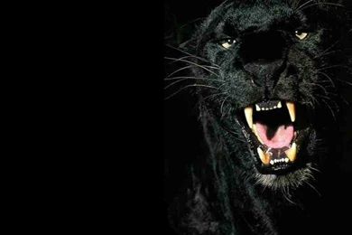 Black Panther Backgrounds