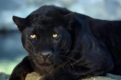 Black Panther Wallpaper.jpg