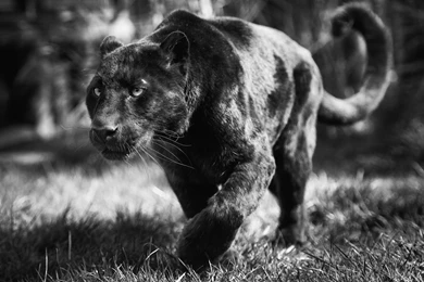 Black Panther Desktop Wallpaper, Black Panther Images, New Wallpapers