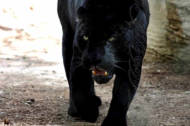 Black Panther HD Wallpapers