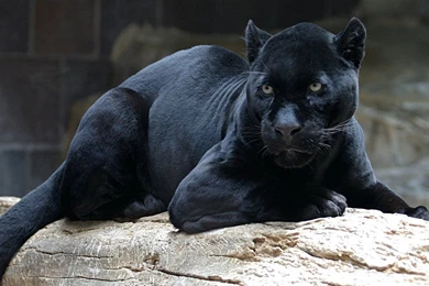 Black Panther Computer Wallpapers, Desktop Backgrounds