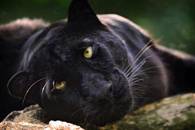 Black Panther Computer Wallpapers, Desktop Backgrounds