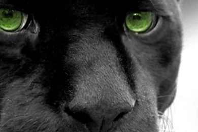 iPhone 5   Animal/Black Panther   Wallpapers ID: 418009