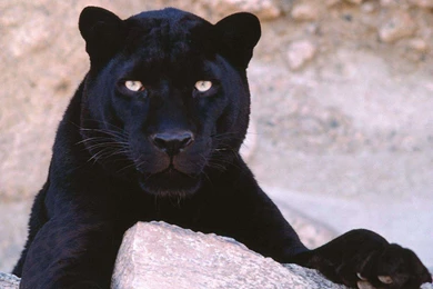 Black Panther Wallpapers HD Top 20 Best Collection Download