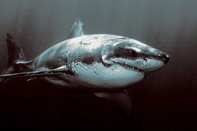 Great White Shark Wallpapers HD