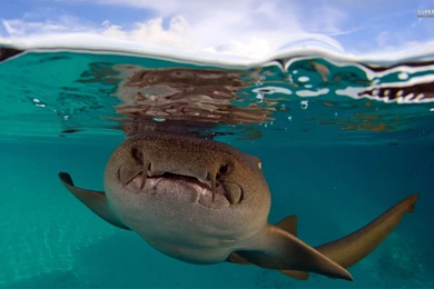 Nurse shark 22280 1920x1200.jpg