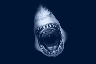 Shark Wallpapers HD For Smartphone 41990 Full HD Wallpapers Desktop ...