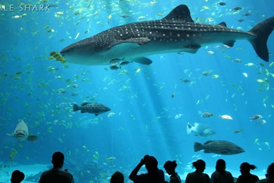 Shark Wallpapers « Animal Spot