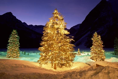 Christmas Trees In The Night Wallpapers 27737