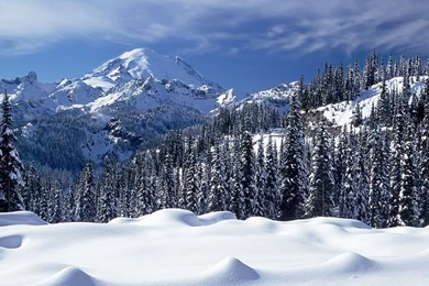 Horses In Snow Desktop Wallpapers