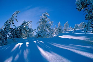 Tree Shadows Over The Snow Wallpapers 27413