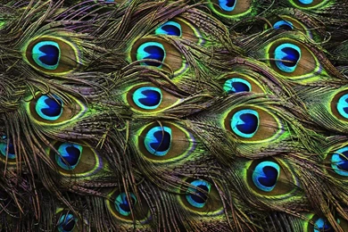 Wallpapers Of Peacock Feathers HD 2015