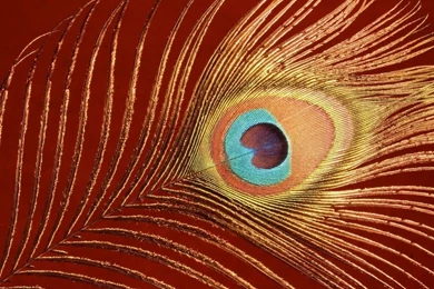 Peacock Feather Wallpapers HD Pictures