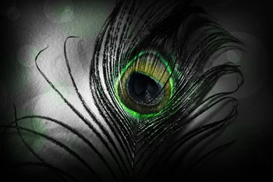 Peacock Feather By Oubra On DeviantArt