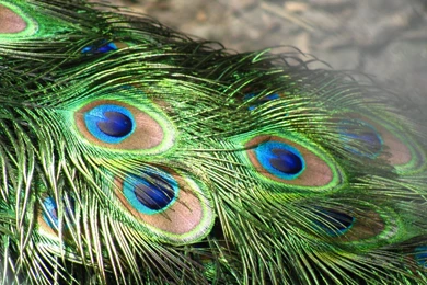 High Definition Peacock Wallpapers For Free Download