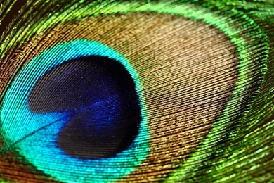 Peacock Feather Wallpapers
