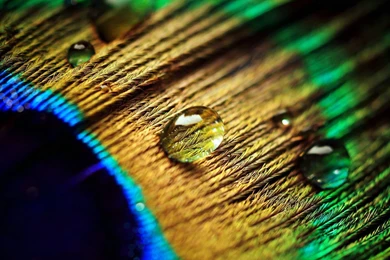 Desktop peacock freewallpaper.jpg