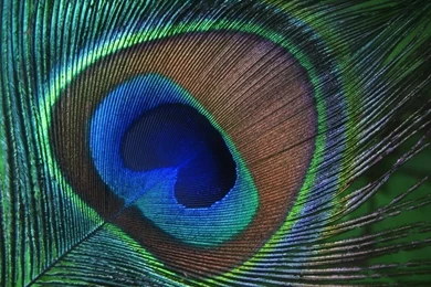 Cute & Sweet Peacock Feather Pics