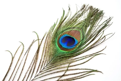 Beautiful Peacock Feather 900x600px