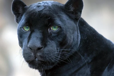 Download Wallpapers 3840x2400 Panther, Muzzle, Big Cat, Look Ultra ...