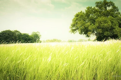 Green Landscape HD Wallpapers