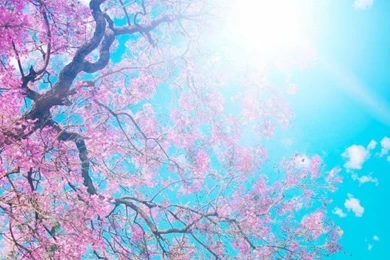 Spring Sunshine HD Desktop Wallpapers : High Definition ...
