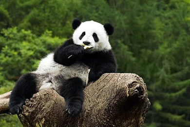 Panda Wallpapers Full HD