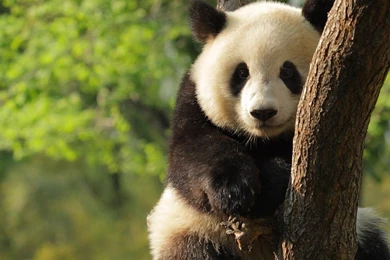 Giant Panda Desktop Backgrounds Free