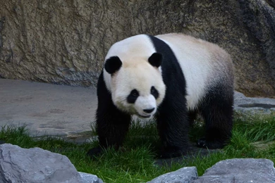 Panda Wallpapers Top 20 Best Wallpapers Of Cute Panda Bear