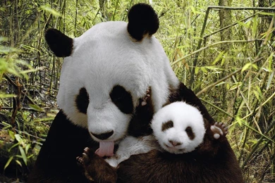 Baby Panda Wallpapers HD Resolution