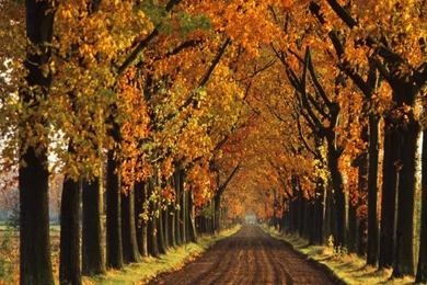 Free Autumn Desktop Wallpaper Backgrounds