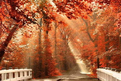 Autumn Nature Desktop Backgrounds Wallpapers Wallpapers Hd
