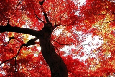 Fall Wallpapers Hd Wallpaper Backgrounds Desktop